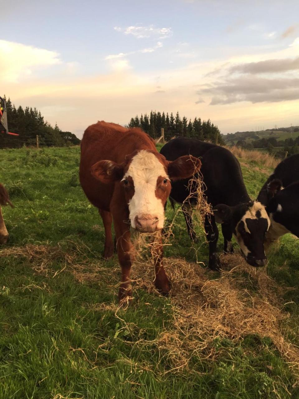 Above The River Karapiro Bed & Breakfast Екстер'єр фото